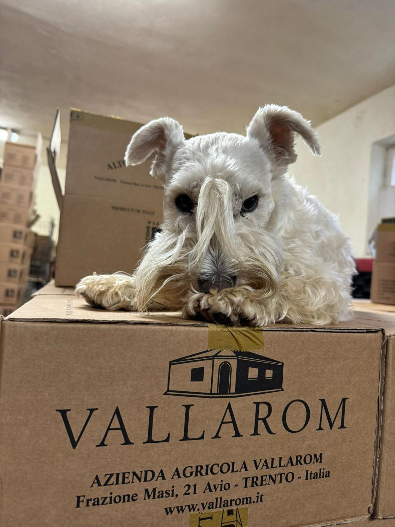 Vallarom Avio Buitenkant foto